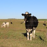 Margin protection programs dominate fall dairy meetings cow