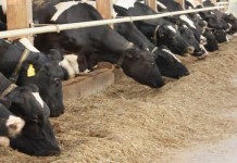 Ag Progress Days tours offer look at GrowSafe cattle feeding system holsteins