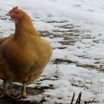Chicken at Dickie Bird Farm