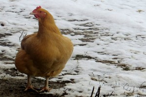 Chicken at Dickie Bird Farm