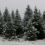 Dickie Bird Farm in winter