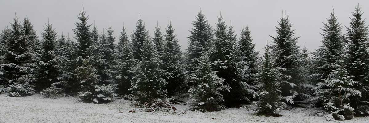 Dickie Bird Farm in winter