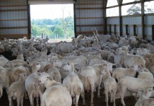 Winning farmers’ hearing loss battle sheep