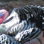 Good hunters know turkey behavior turkey