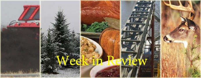 Week in Review 11/29