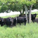 Vilsack abandons beef checkoff plan