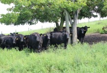 Vilsack abandons beef checkoff plan