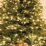 Six tips for Christmas tree care Christmas trees