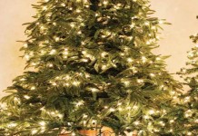 Six tips for Christmas tree care Christmas trees