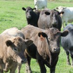 House blasts beef checkoff proposal