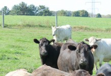 House blasts beef checkoff proposal