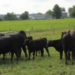 Is it time to start grazing? beef cattle grazing
