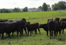 Is it time to start grazing? beef cattle grazing