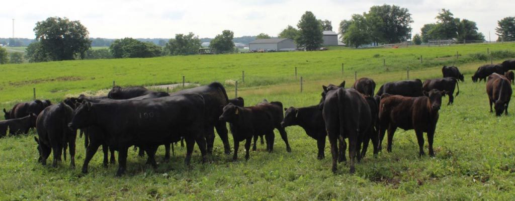 beef cattle grazing
