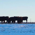 Water access in winter pastures is critical cattle grazing in snow