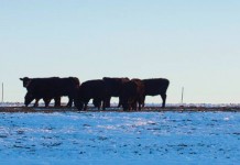 Water access in winter pastures is critical cattle grazing in snow