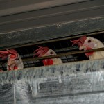 Virulent Newcastle disease infects commercial chicken flock chickens