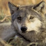 New law puts gray wolves back on endangered list Gray wolf