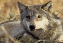 New law puts gray wolves back on endangered list Gray wolf