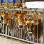 2020 Fred Stout Experience awards offers paid internships Jersey dairy cattle