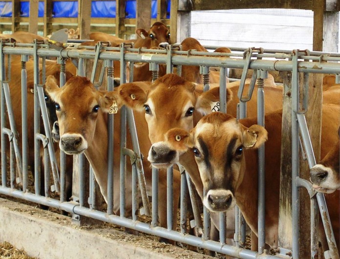 Jersey dairy cattle Jersey dairy cattle