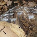 log inoculation