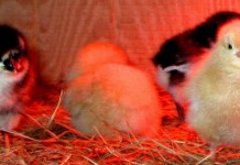 Backyard chickens for beginners mail order chicks