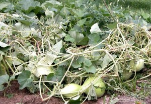 Growing gourds