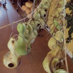 Hanging gourds