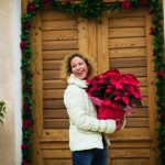 Poinsettias not so poisonous: Tips on keeping your plant healthy all year