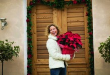 Poinsettias not so poisonous: Tips on keeping your plant healthy all year