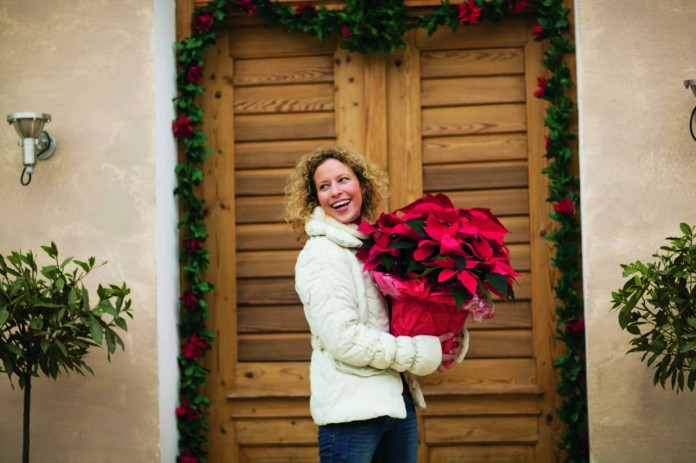 poinsettia
