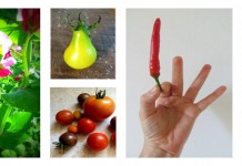 Choose the best seed for your garden seeds