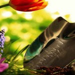 January’s gardening to-do list January garden