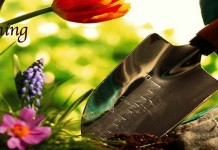 January’s gardening to-do list January garden