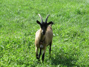 Oberhasli goat