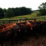 USDA’s rules for tracking cattle could be changing again