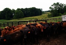 USDA’s rules for tracking cattle could be changing again