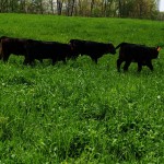 Beef producers dig deeper into DNA