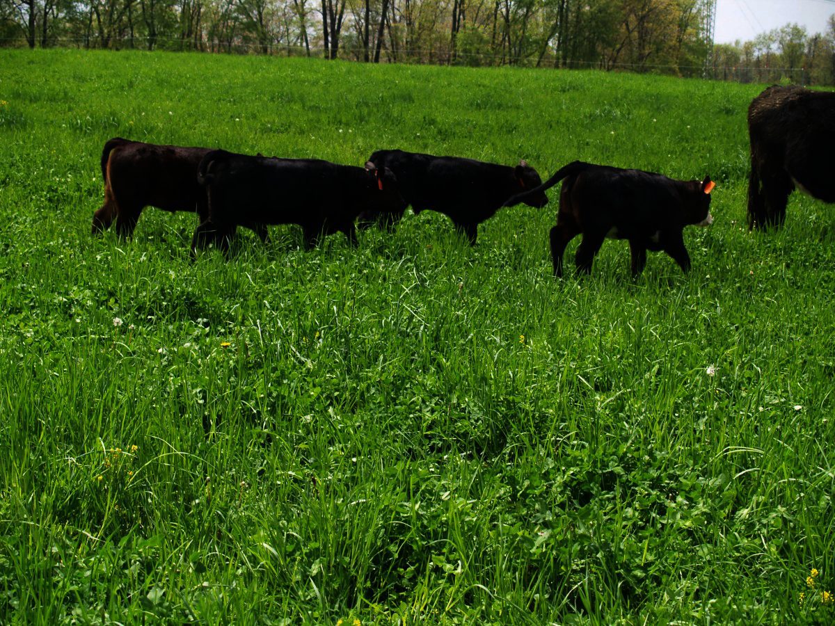 Beef producers dig deeper into DNA