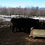 Farming in the cold cows at trough during the winter