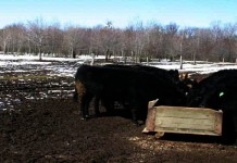 Farming in the cold cows at trough during the winter