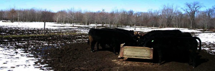 cows at trough during the winter cows at trough during the winter