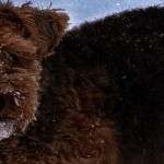 Keep your pets safe this winter dog in snow