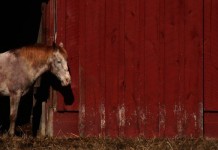 Horse owners: Learn the best ways to control parasites horse by red barn