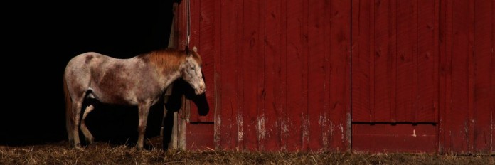 horse by red barn horse by red barn