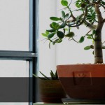 Take care of houseplants this winter houseplants