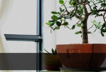 Take care of houseplants this winter houseplants