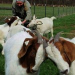 Good recordkeeping benefits small farms livestock