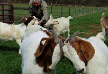 Good recordkeeping benefits small farms livestock